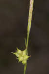 Pine barren sedge